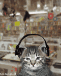 pic for Latas Cat
